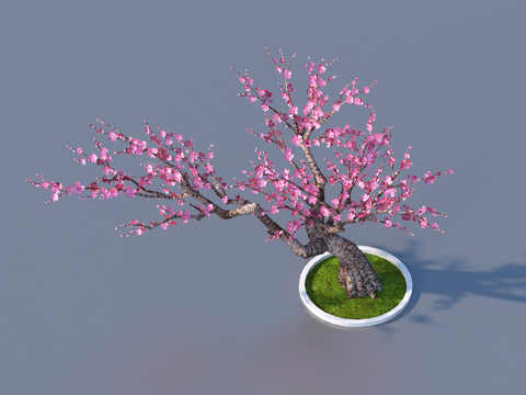 Peach Blossom Tree Pond Plant