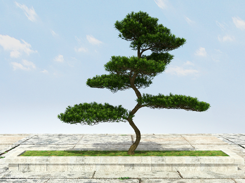 New Chinese Pine Luo Han Pine Welcome Pine