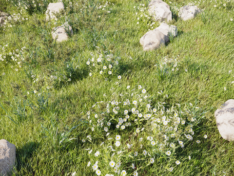 Grass Lawn Stone Flowers Plants