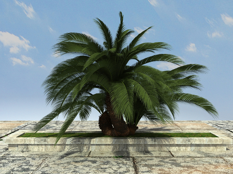 Tropical plant big iron tree