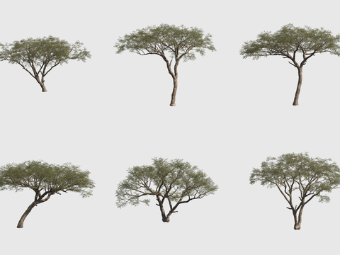 Arabian acacia tree