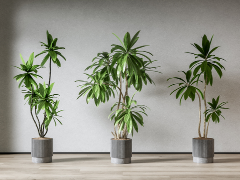 plant potted lily bamboo