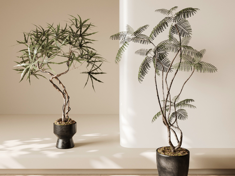 plant potted fern green plant