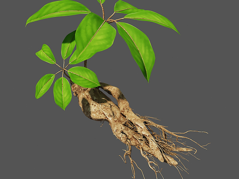 Chinese medicine wild ginseng