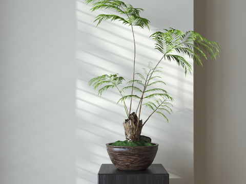 fern potted plant potted plant