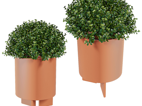 modern shrub potted