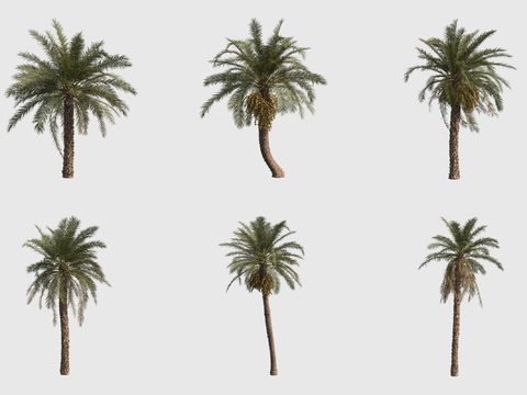 Date palm tree