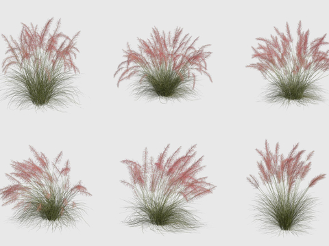 Pink miso grass flowers