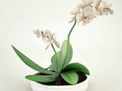 Modern potted daffodils