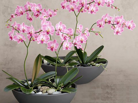 Orchid potted flower pot