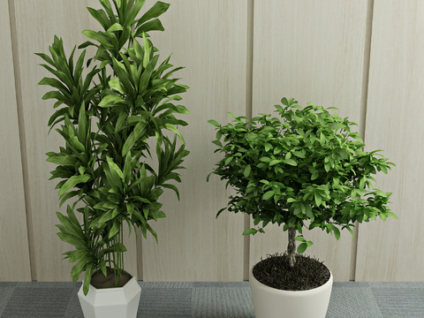 Modern Green Plant Potted Plant