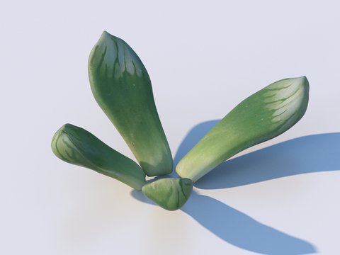 vegetables, vegetable leaves, leaves, food