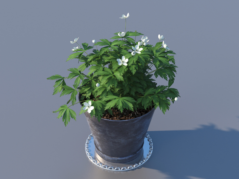 flowerpot potted plant green plant