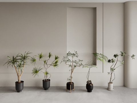 big-leaf potted small-leaf potted plants