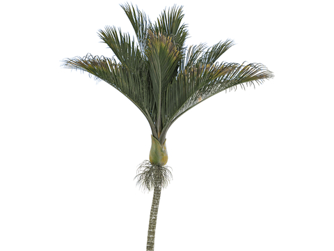 Landscape Tree Tropical Green Planting Coconut Tree