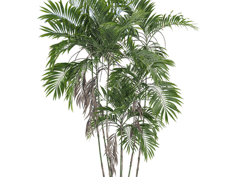 Modern landscape tree shrub plant bamboo