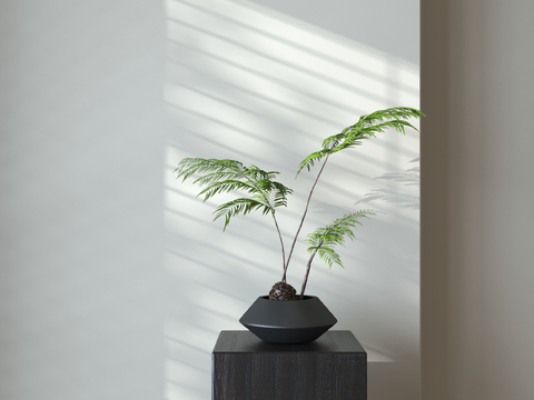 Pot Fern