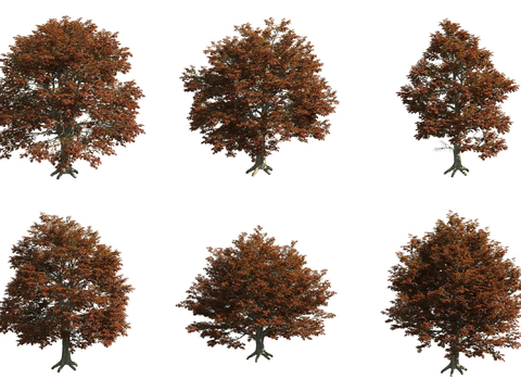 Purple leaf beech tree landscape tree big tree