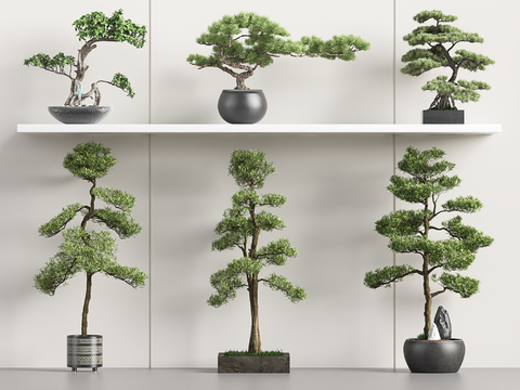 New Chinese Bonsai Bonsai Welcome Pine Luo Han Pine