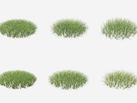 Dwarf water chestnut grass cattle felt aquatic plants