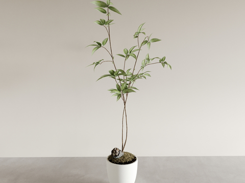 potted plant bonsai green plant