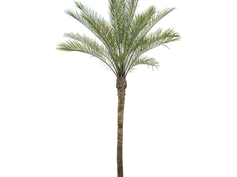 Modern coconut tree palm tung tree tropical tree