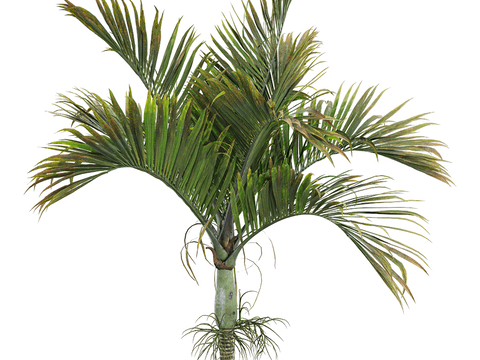 tropical tree landscape tree shrub plant