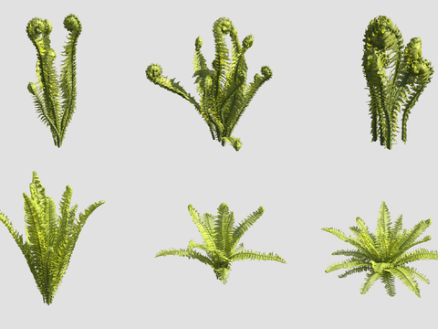 Pod fern flowers and plants