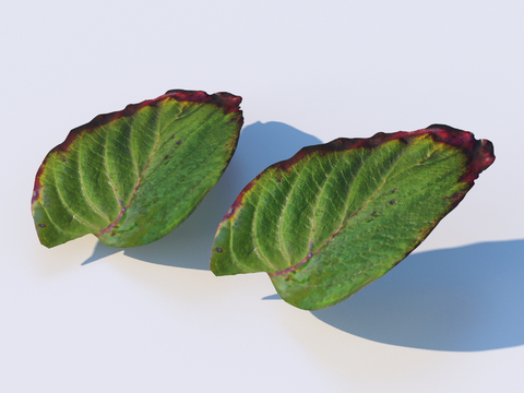 vegetables, vegetable leaves, leaves, food