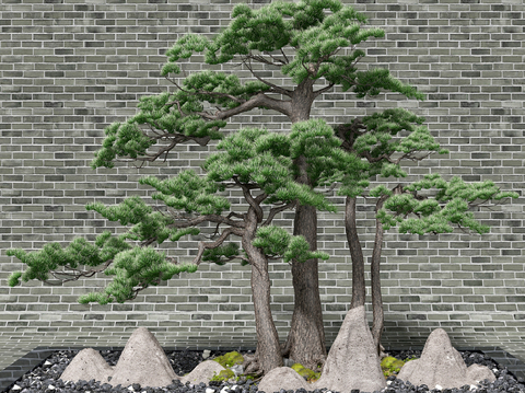 Pine Tree Landscape Micro Landscape Pine Tree Scrib