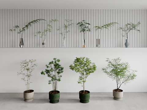 potted plant bonsai green plant