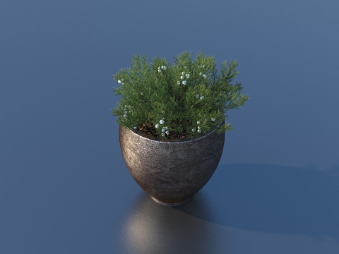 flowerpot potted plant green plant