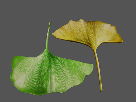 Ginkgo Leaf Free