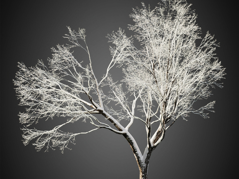 Snow Trees Winter Trees Landscape Trees