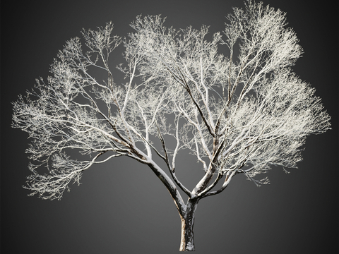 Snow Trees Winter Trees Landscape Trees