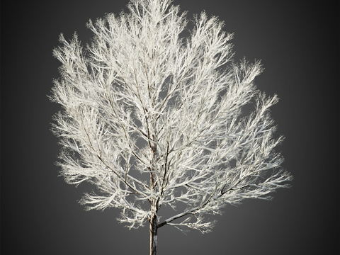 Snow Trees Winter Trees Landscape Trees