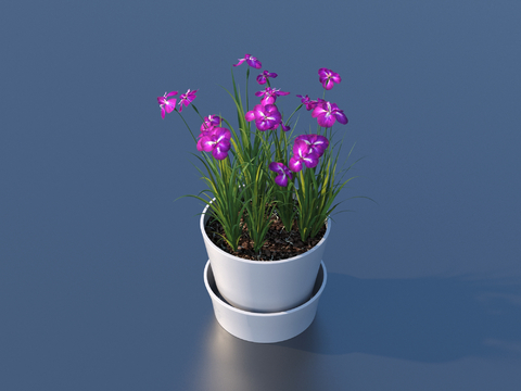 flowerpot potted plant green plant