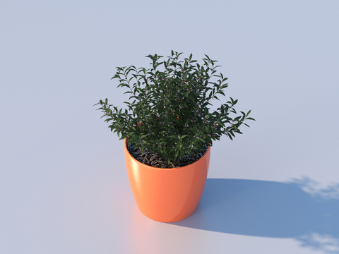 flowerpot potted plant green plant