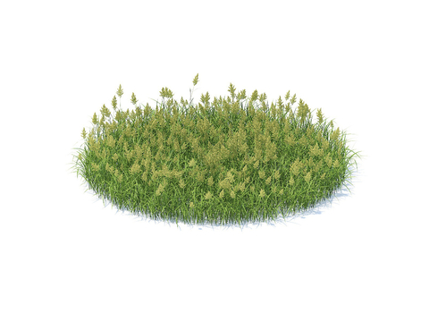 grass lawn