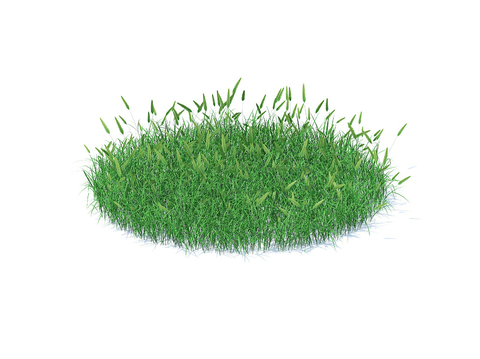 grass lawn