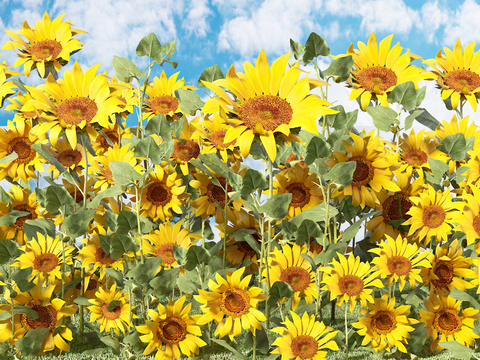 Sunflower Flower Sea Flower Field Flowers and Grasses