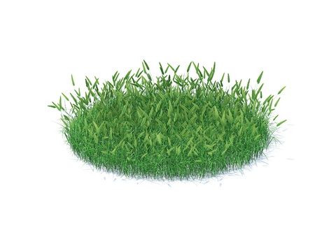 grass lawn