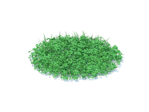 Grass Lawn Clover