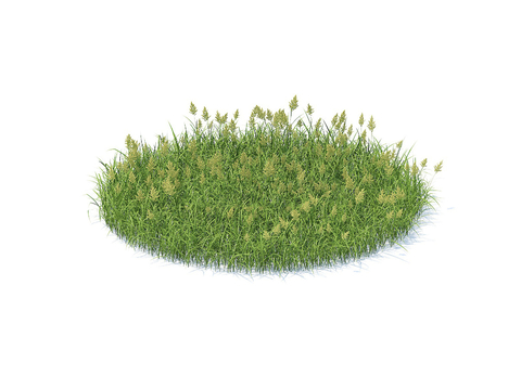 grass lawn