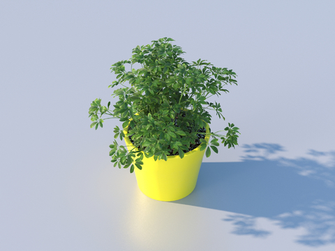 potted plant green plant tabletop potted plant