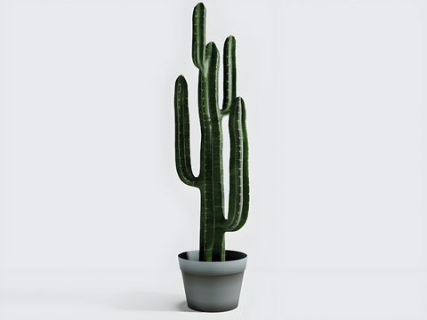 potted potted cactus