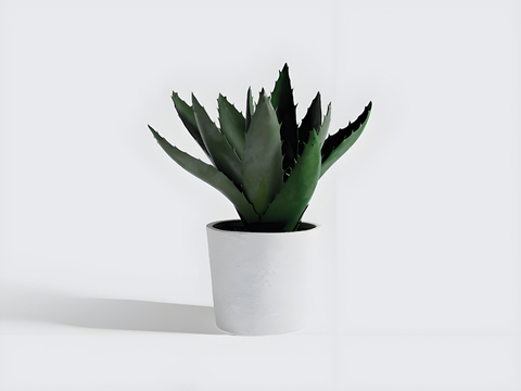 potted plant aloe vera