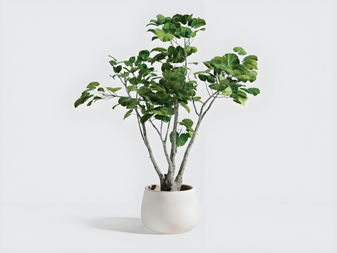 potted plant bonsai green plant