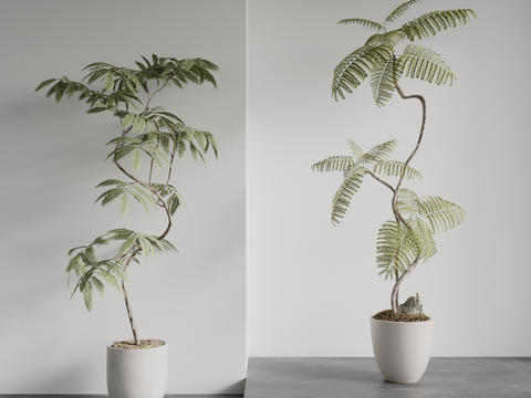 Fern potted plant