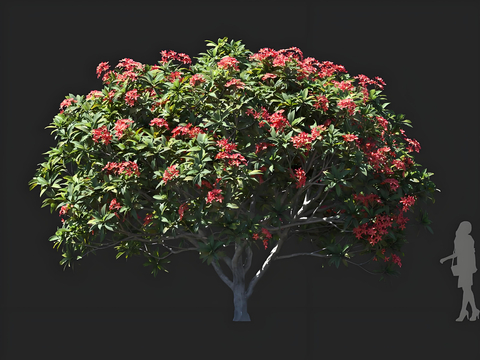 Flowering trees Landscape trees Trees